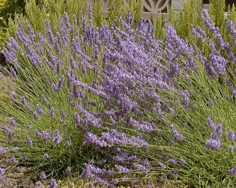 lavendel